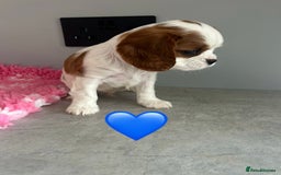 Cavalier King Charles Spaniel dogs for sale: Blenheim cavalier King Charles puppies - Image 11