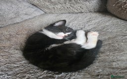 Mixed Breed cats for sale: 4 Beautiful Kittens looking for forever homes - Image 6