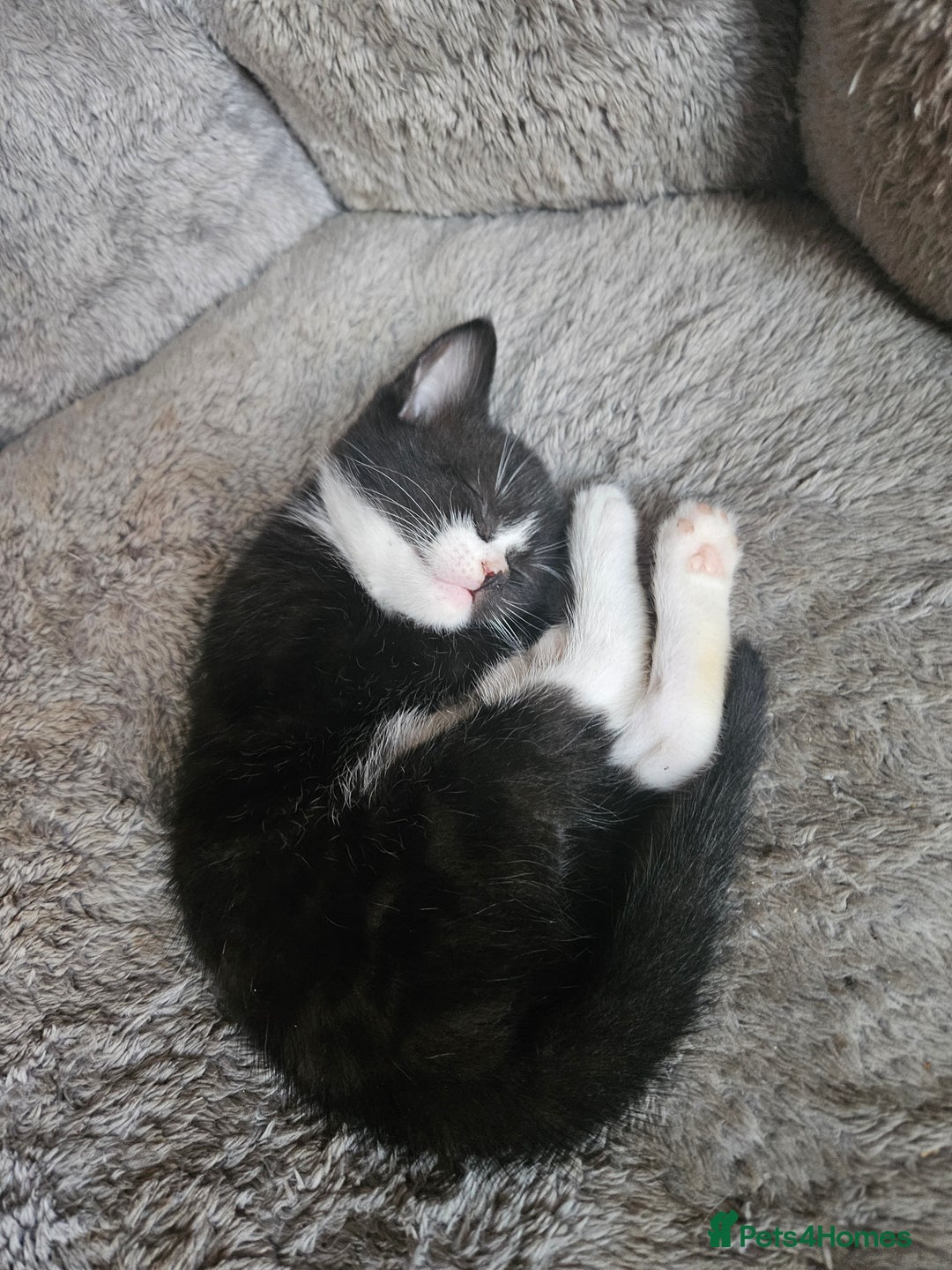 Mixed Breed cats for sale: 4 Beautiful Kittens looking for forever homes - Image 6
