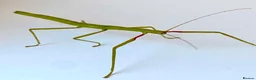 Stick Insects invertebrates for sale: Adult stick insects - Advert 2