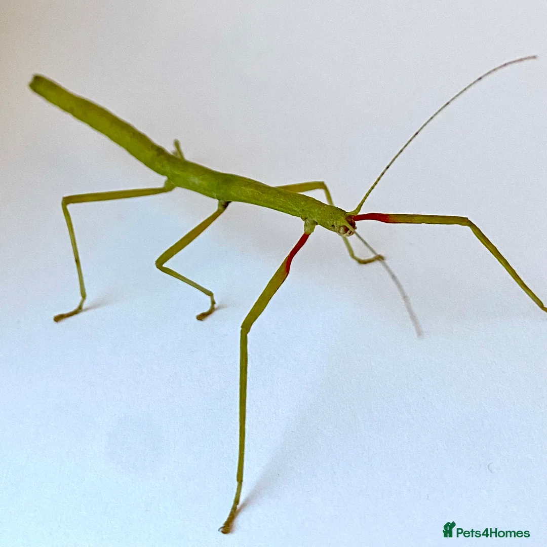 Stick Insects invertebrates for sale: Adult stick insects - Advert 2