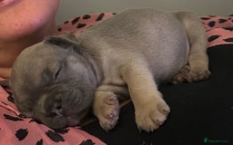 Mixed Breed dogs for sale: 5 week old Frenchie pups for sale - Image 4