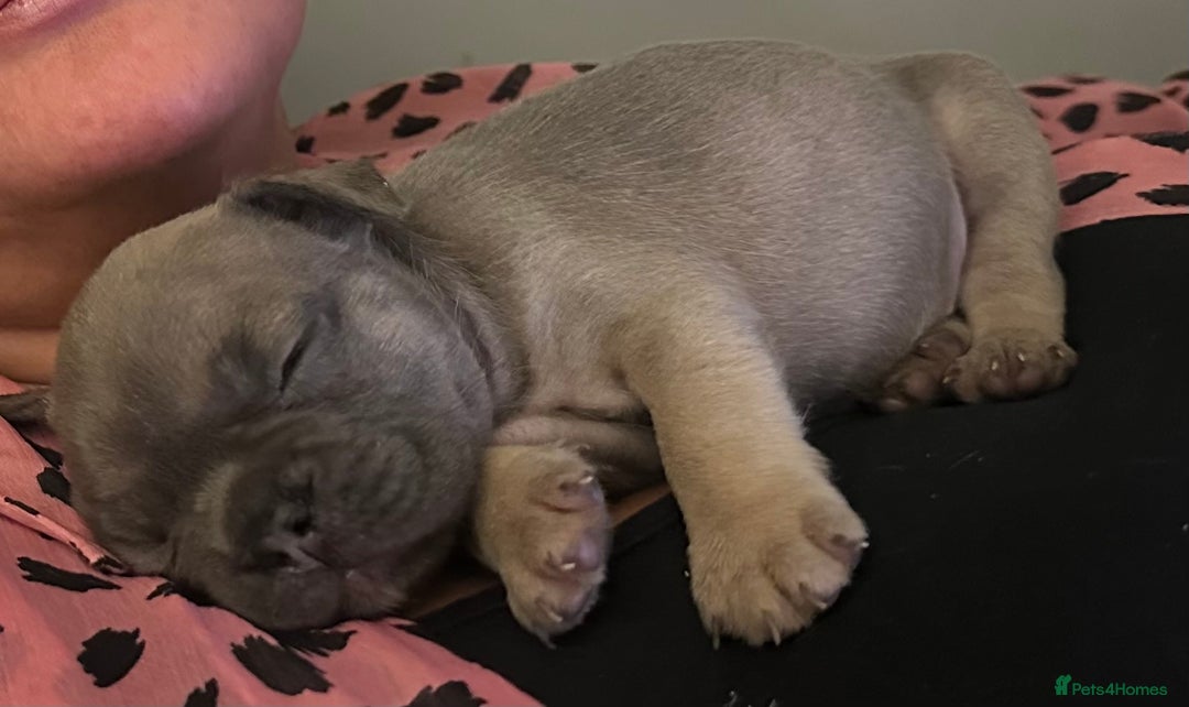 Mixed Breed dogs for sale: 5 week old Frenchie pups for sale - Image 4