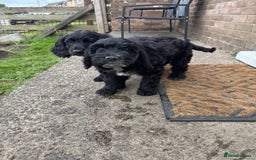 Mixed Breed dogs for sale: Sprockapoo Puppies in Bargoed - Image 7
