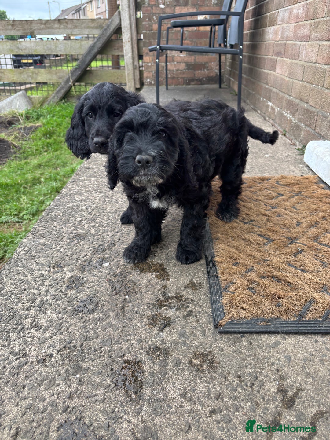 Mixed Breed dogs for sale: Sprockapoo Puppies in Bargoed - Image 7