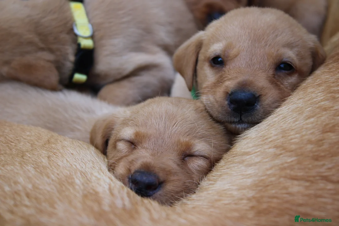 Labrador Retriever dogs for sale: Red lab pups - Advert 1