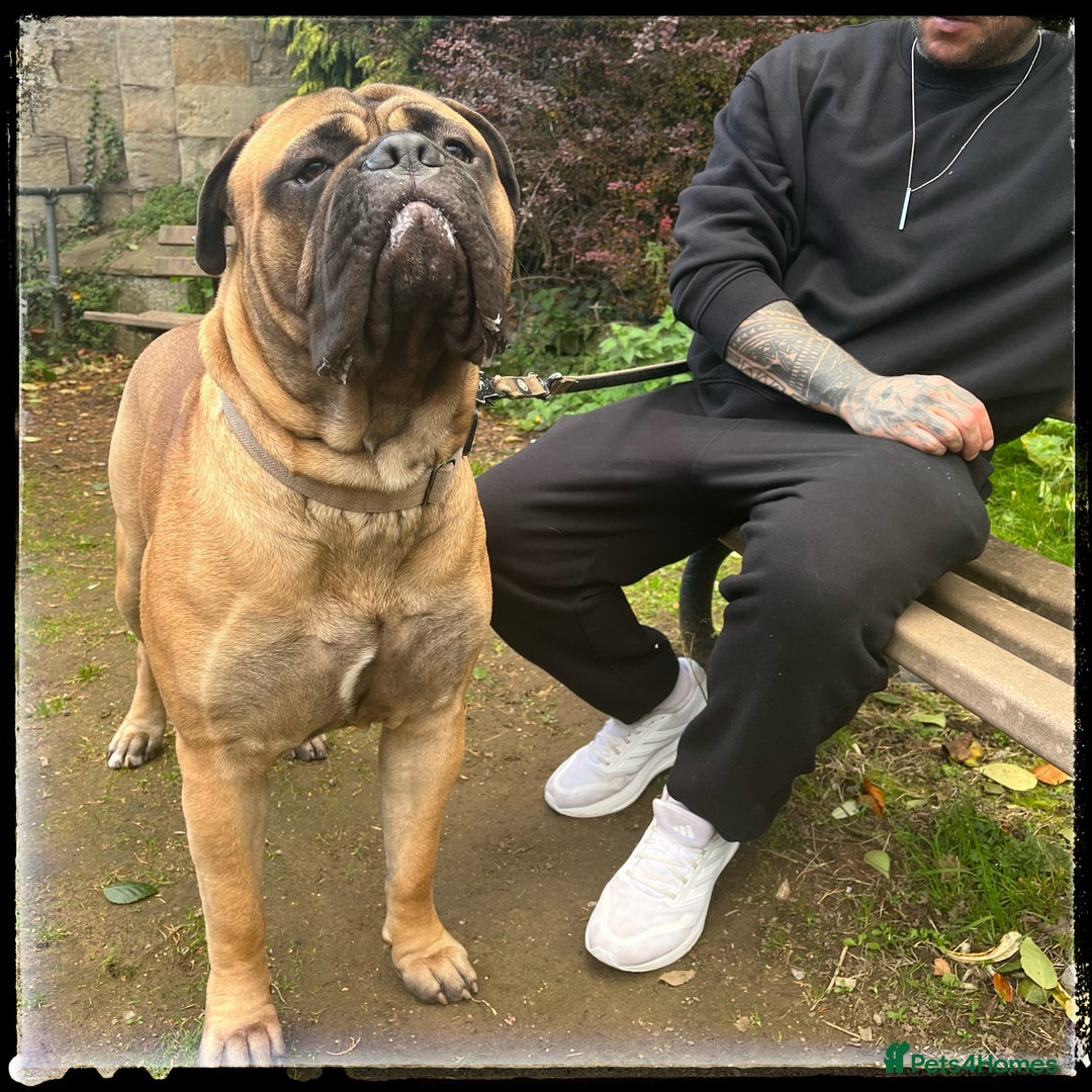 Bullmastiff dogs for stud: BAD MOON KENNELS - Image 1