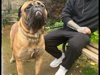 Bullmastiff dogs - Advert 2