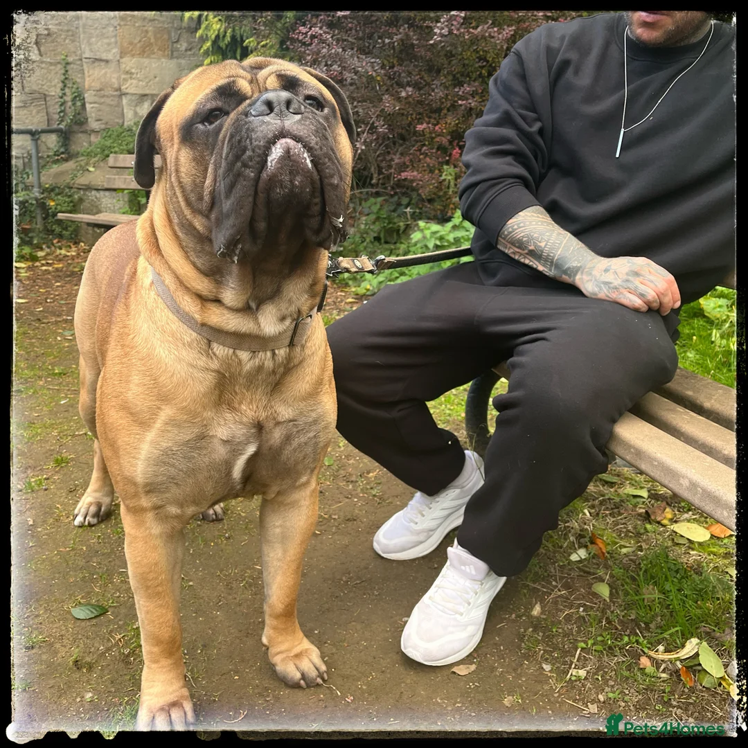 Bullmastiff dogs for stud: BAD MOON KENNELS - Advert 1