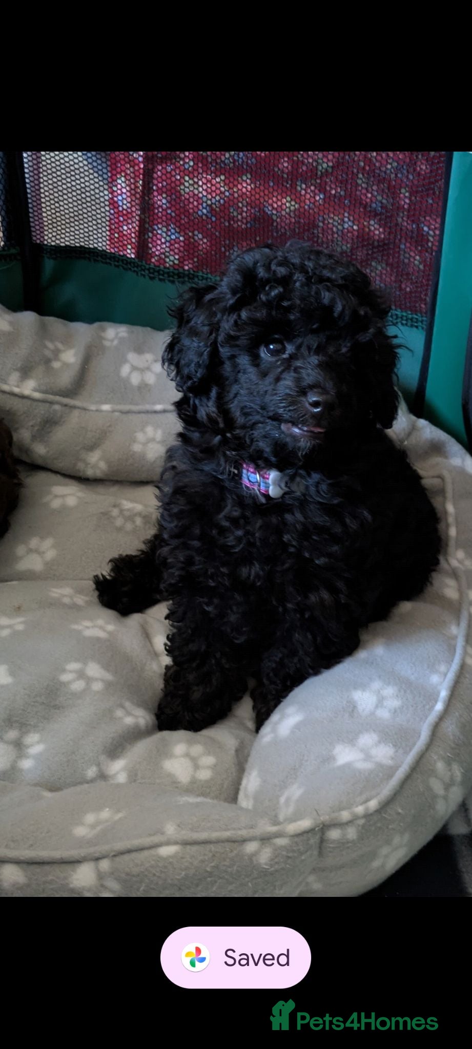 Toy Poodle dogs Toy poodlegirls KC , fully vac 10 weeks old  - Advert 15