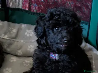 Toy Poodle dogs Toy poodlegirls KC , fully vac 10 weeks old - Advert 1