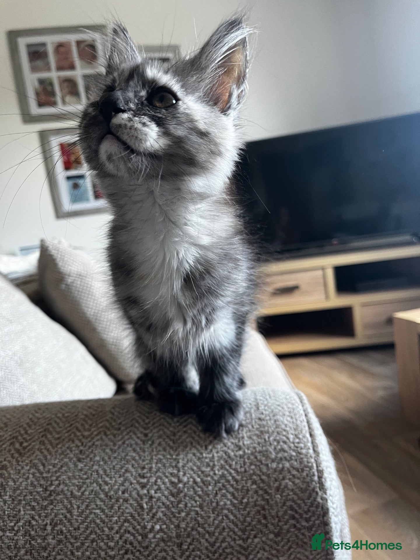 Maine Coon cats Beautiful Maine Coon Kittens - Advert 4