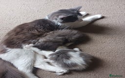 Ragdoll cats for sale: CUTE BLUE MITTED RAGDOLL KITTENS  - Image 18