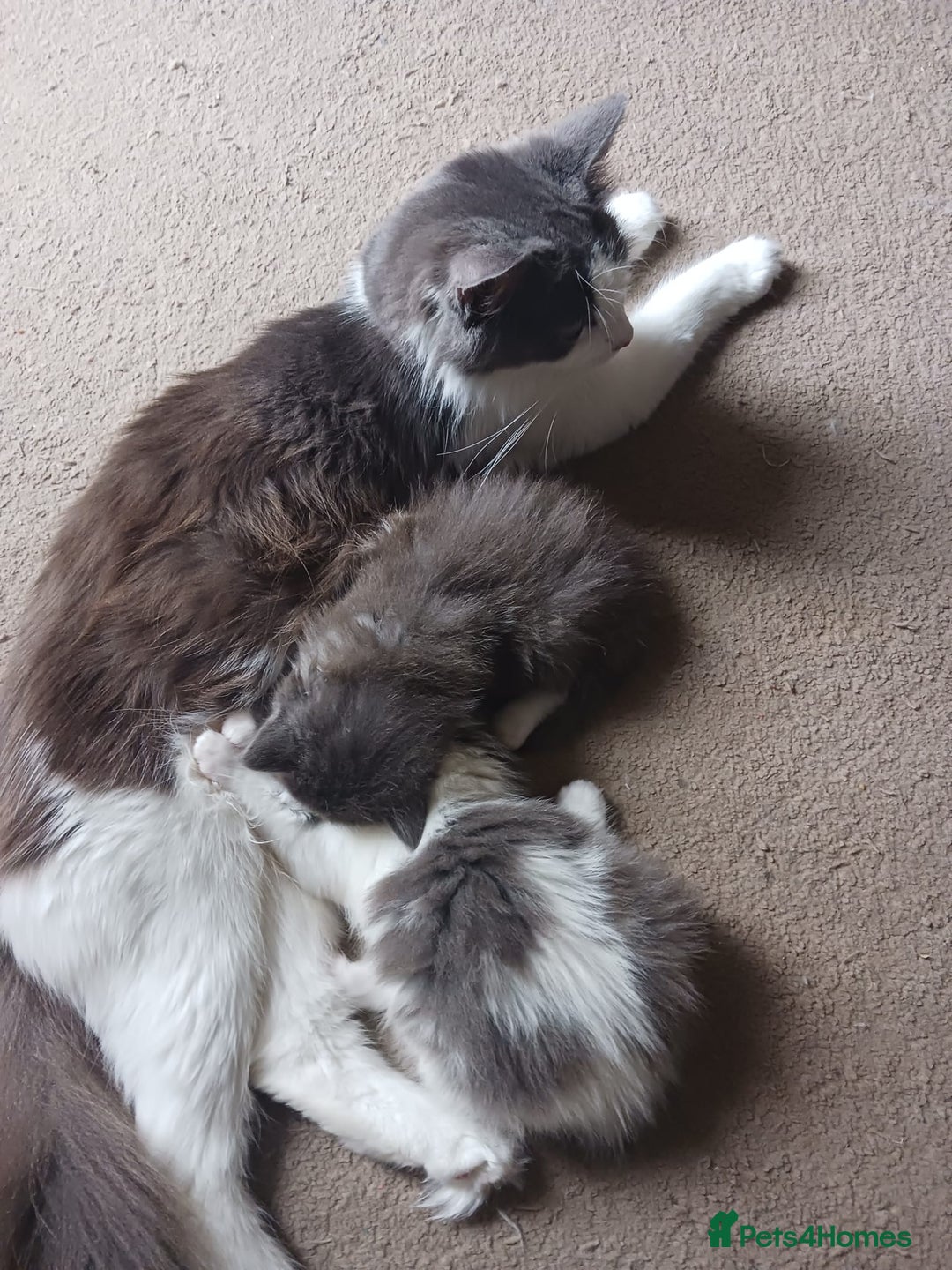 Ragdoll cats for sale: CUTE BLUE MITTED RAGDOLL KITTENS  - Image 18