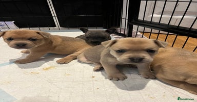 Mixed Breed dogs - Advert 14