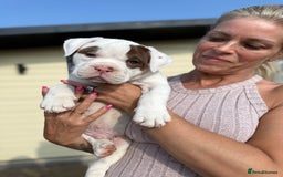 Olde English Bulldogge dogs for sale: Olde English Bulldogge puppies - Image 3