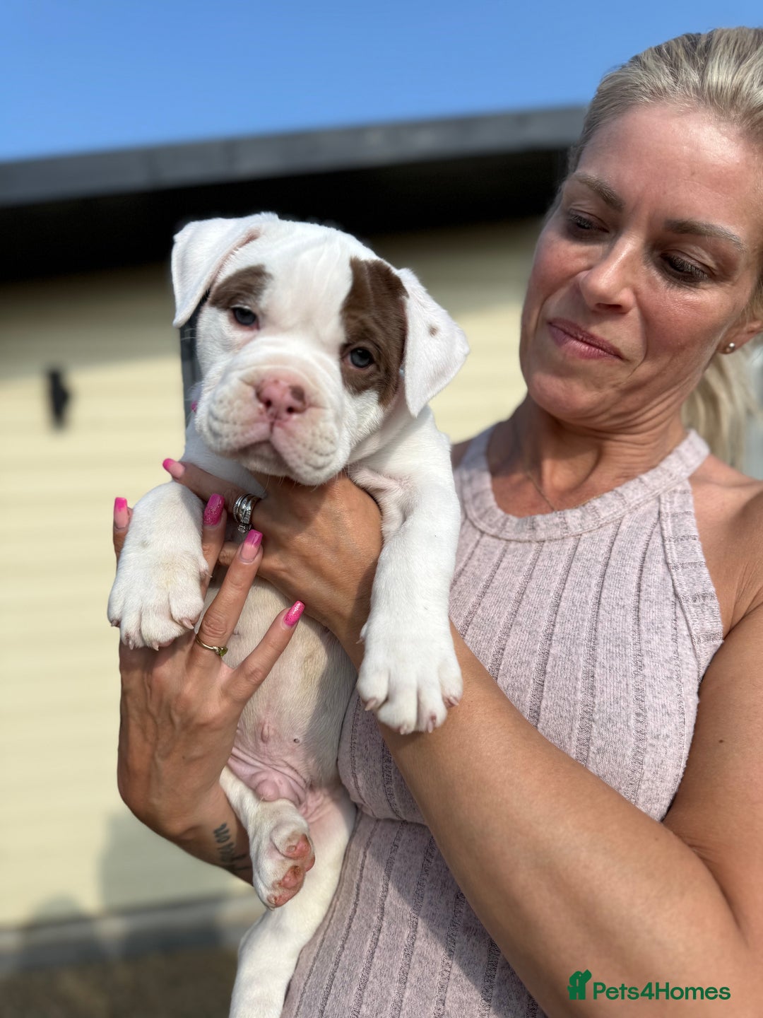 Olde English Bulldogge dogs for sale: Olde English Bulldogge puppies - Image 3