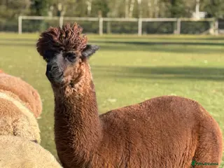 Alpaca livestock Variety of quality Females - Advert 10