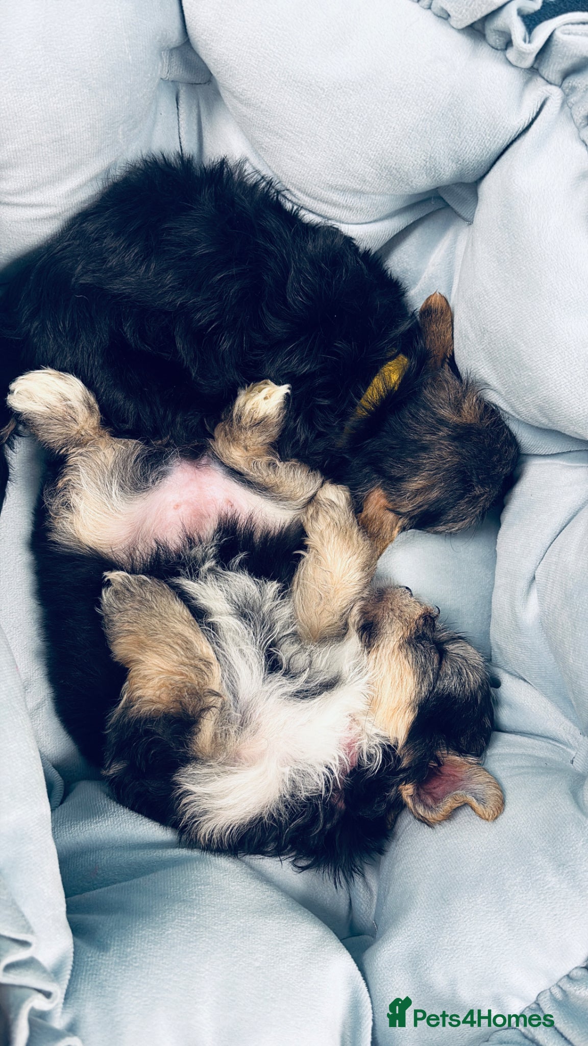 Yorkshire Terrier dogs  💎Last Elegant Girl Available 💎❤️ - Advert 6