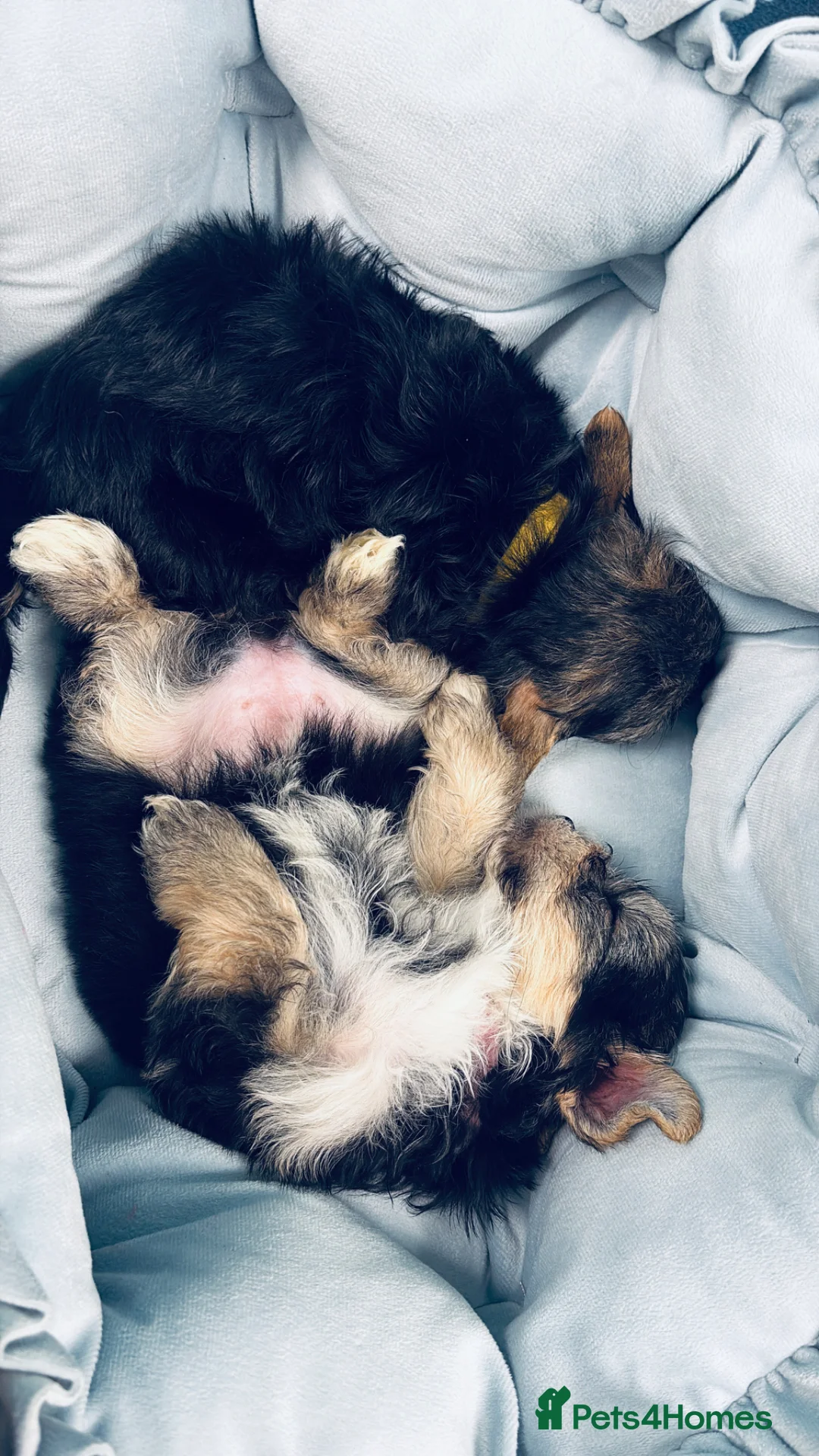 Yorkshire Terrier dogs for sale:  💎Last Elegant Girl Available 💎❤️ - Advert 1