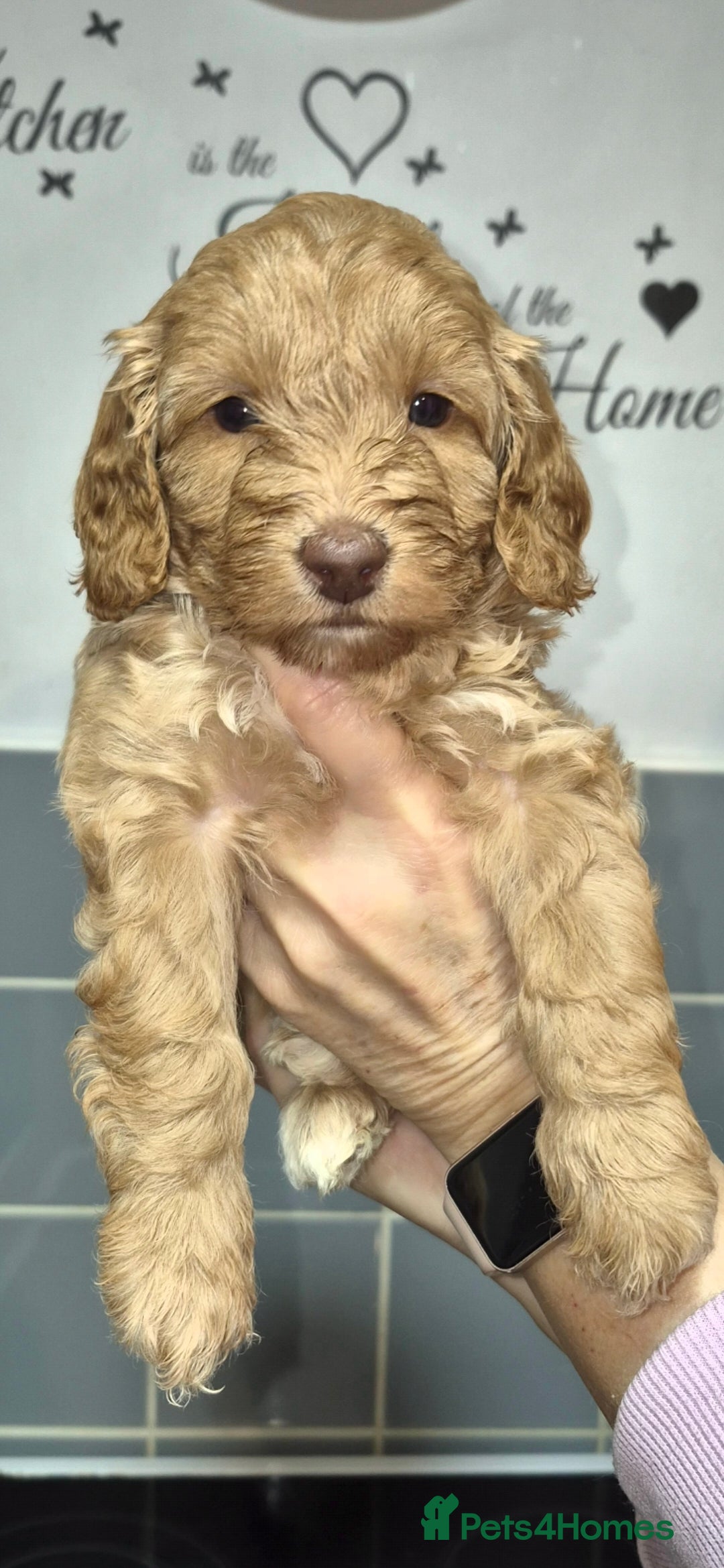 Cavapoo dogs for sale: F2B cavapoo puppies - Advert 6