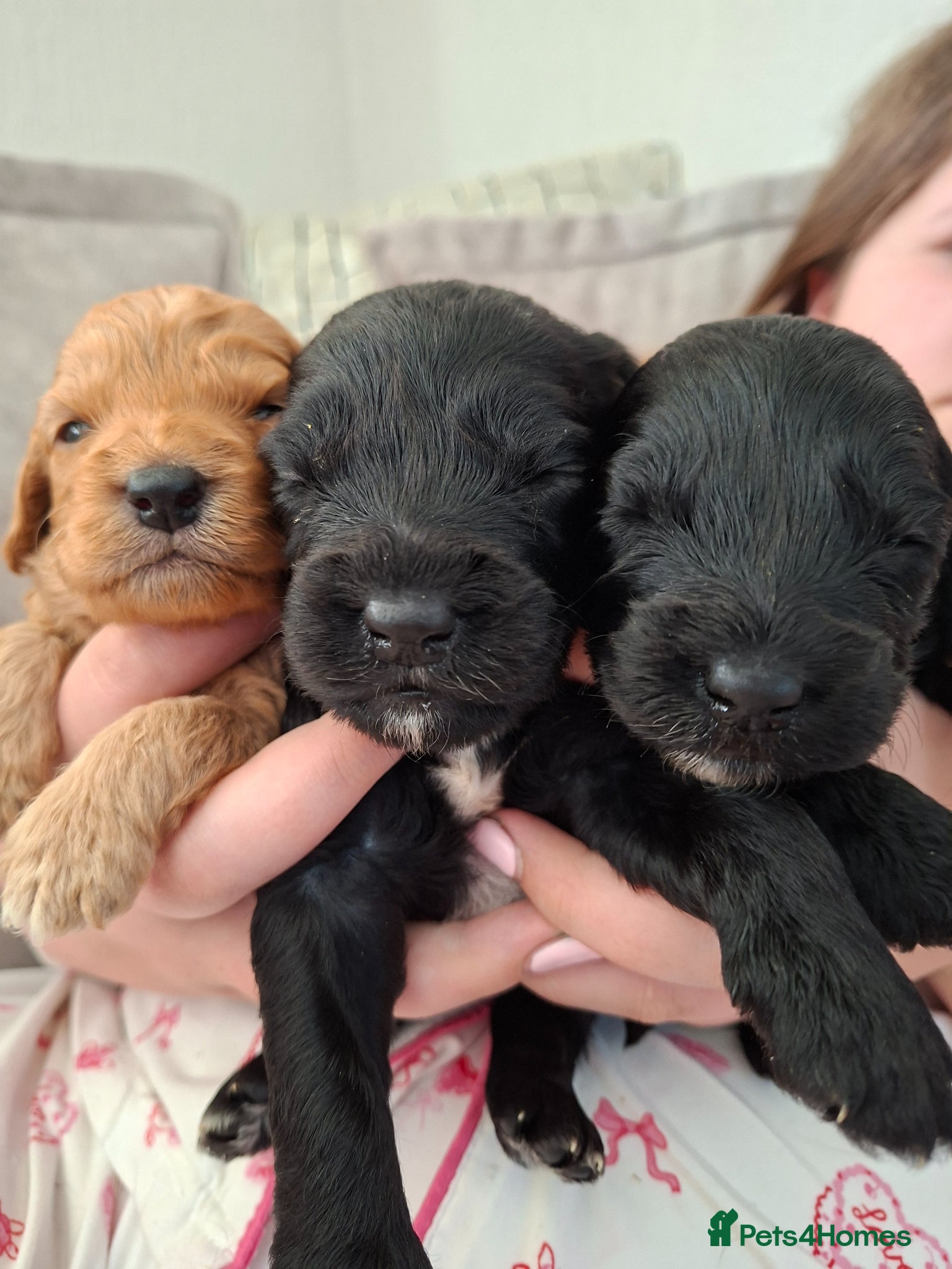 Cockapoo dogs F1 cockapoo puppies - Advert 1