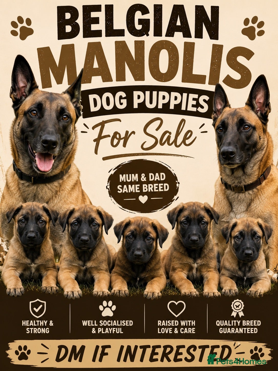 Belgian Shepherd Dog dogs Belgian shepards manolis  - Advert 1