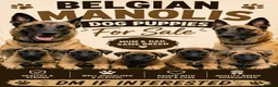 Belgian Shepherd Dog dogs for sale: Belgian shepards manolis  - Advert 1