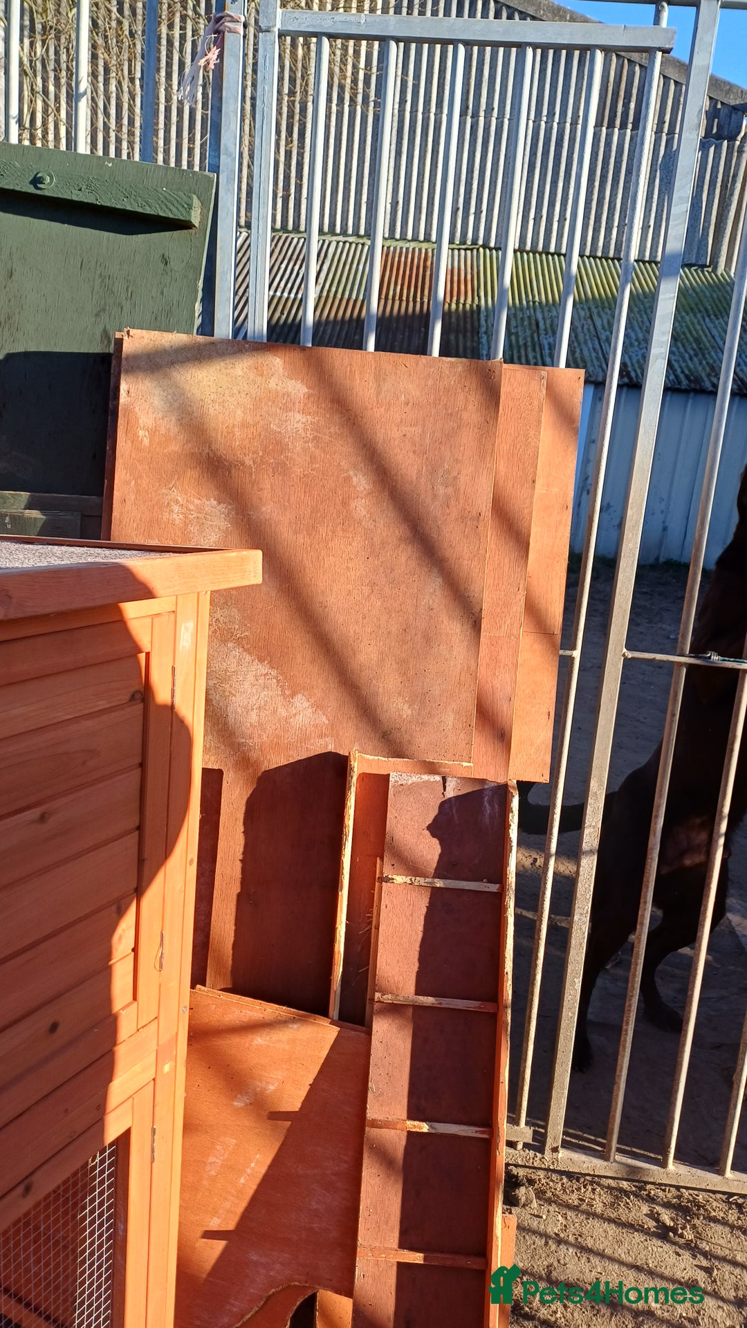 Mixed Breed rabbits for sale: 2 pets at home rabbit hutches  - Advert 7