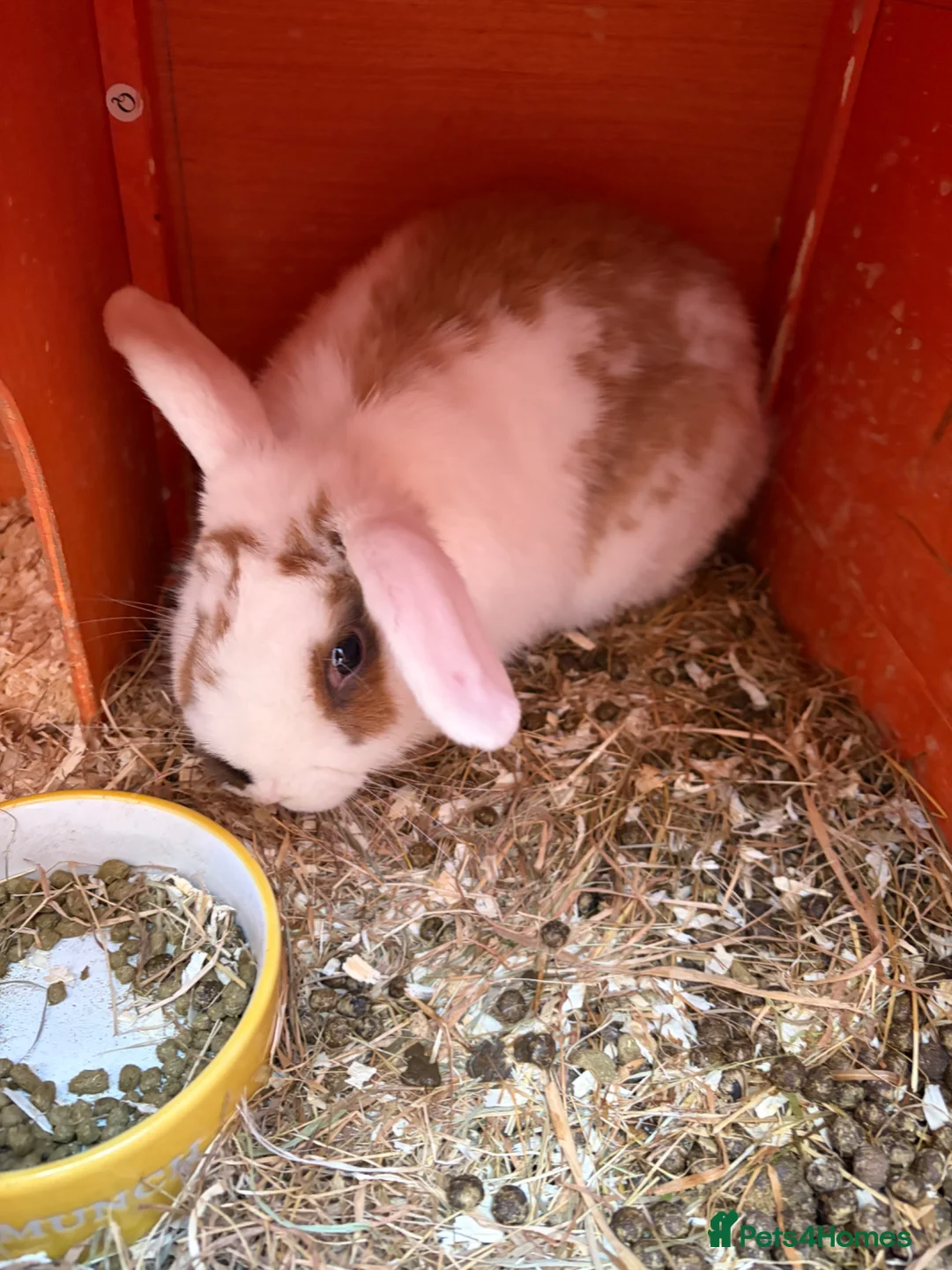 Mixed Breed rabbits for sale: Male white and brown rabbit  in Gateshead - Advert 2