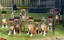 Boxer dogs for sale: A Second Chance for a Gentle Boxer - Advert 11