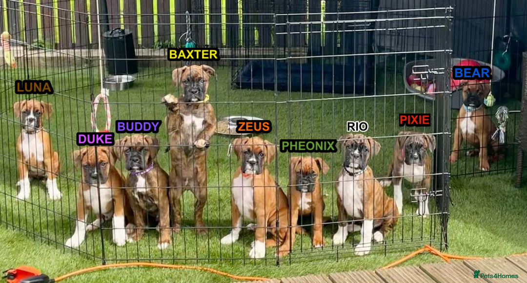 Boxer dogs for sale: A Second Chance for a Gentle Boxer - Advert 11