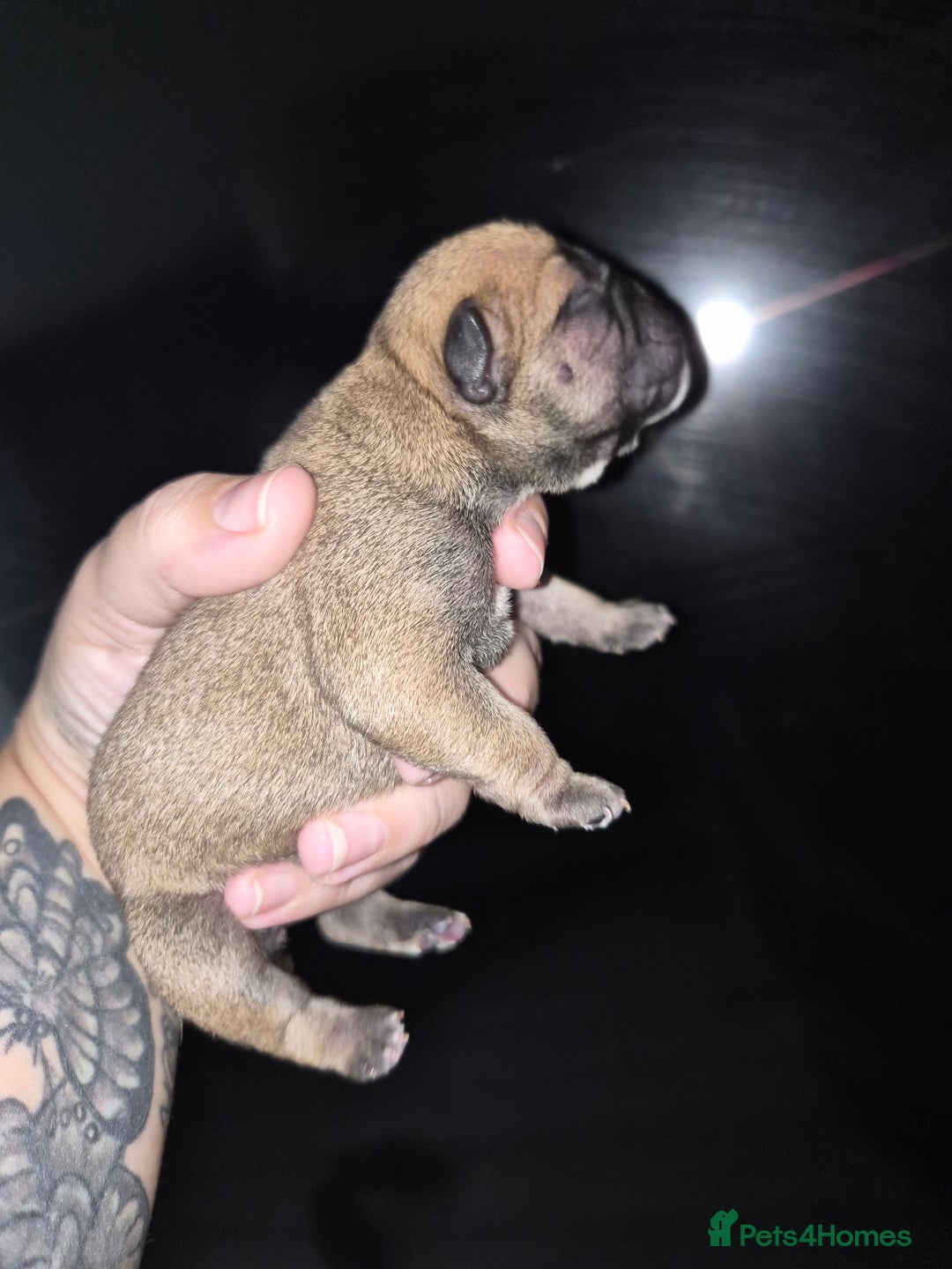 Mixed Breed dogs for sale:  Female Hybrid Bulldog Pups - Image 5