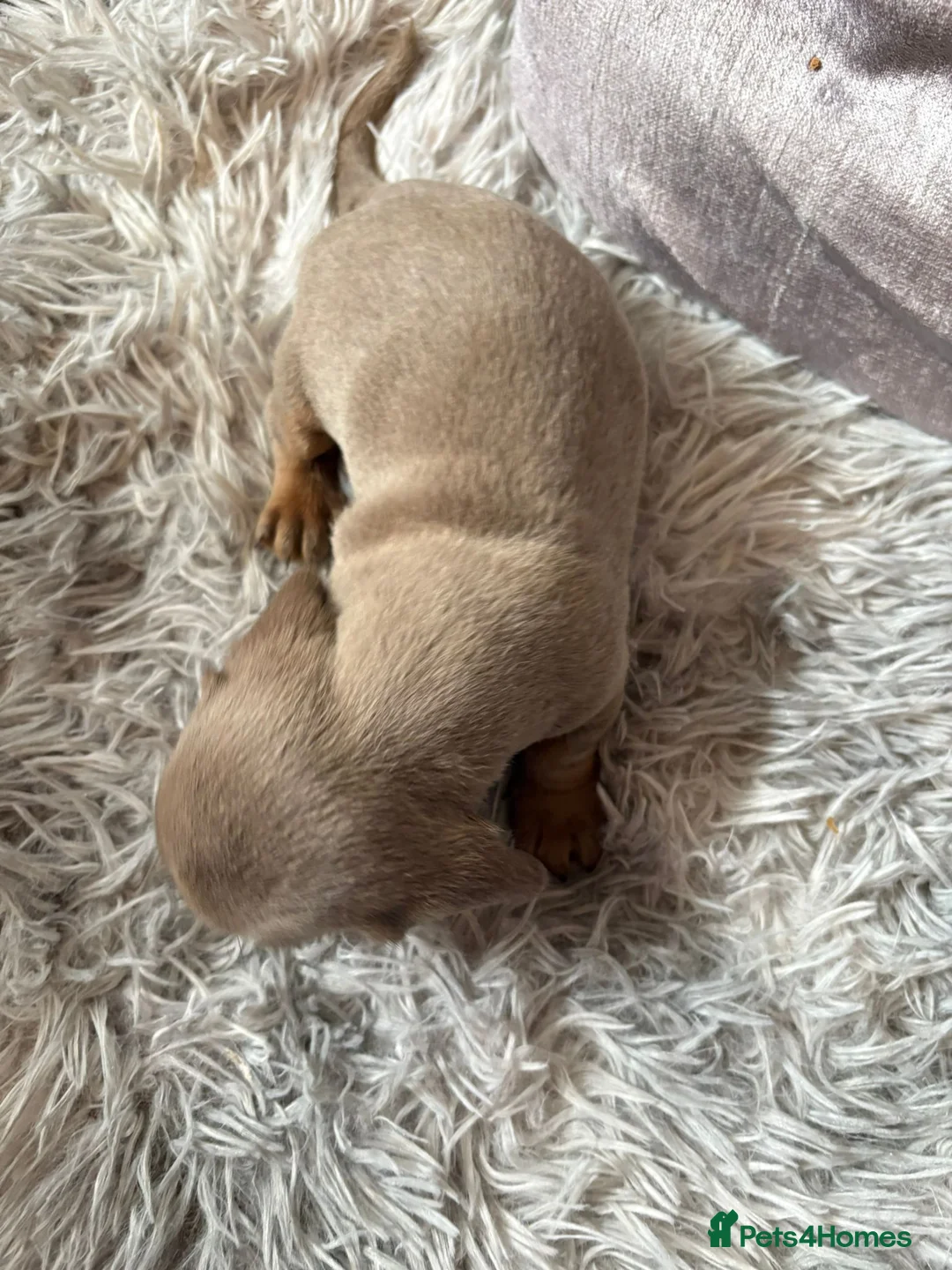 Miniature Dachshund dogs for sale: Miniature Dachshund  - Advert 6