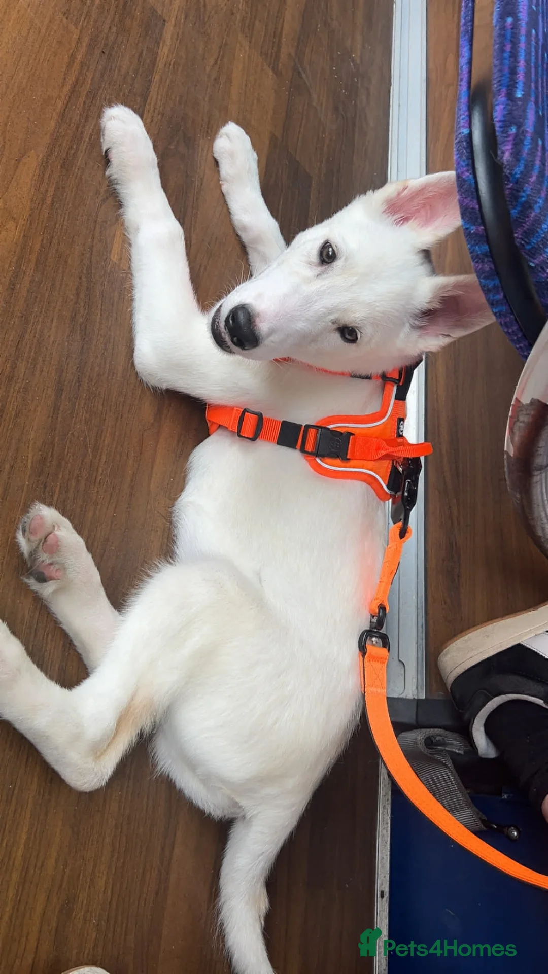 Mixed Breed dogs for sale: 1 year old Siberian Huskey cross Alaskan Malamute  - Advert 2