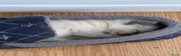 Ragdoll cats for sale: Ragdoll kitten in Westcliff-on-Sea - Advert 4