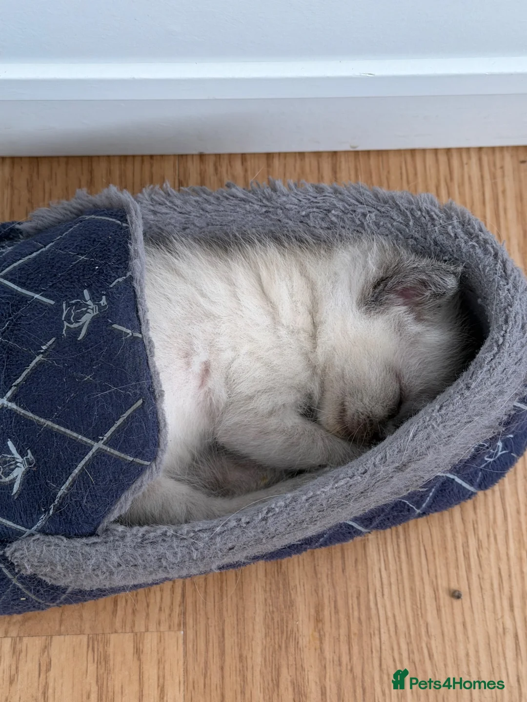 Ragdoll cats for sale: Ragdoll kitten in Westcliff-on-Sea - Advert 4