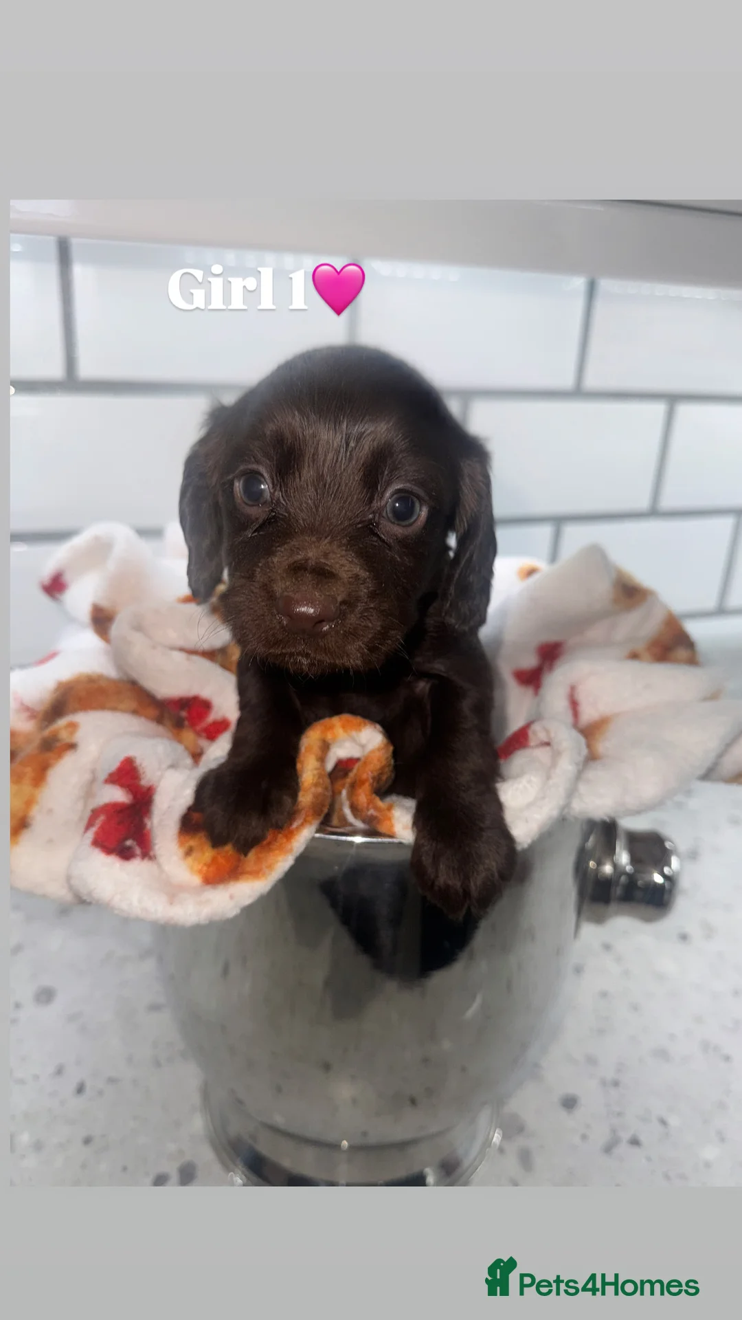 Cocker Spaniel dogs for sale: Cocker Spaniel Puppies.  - Advert 10