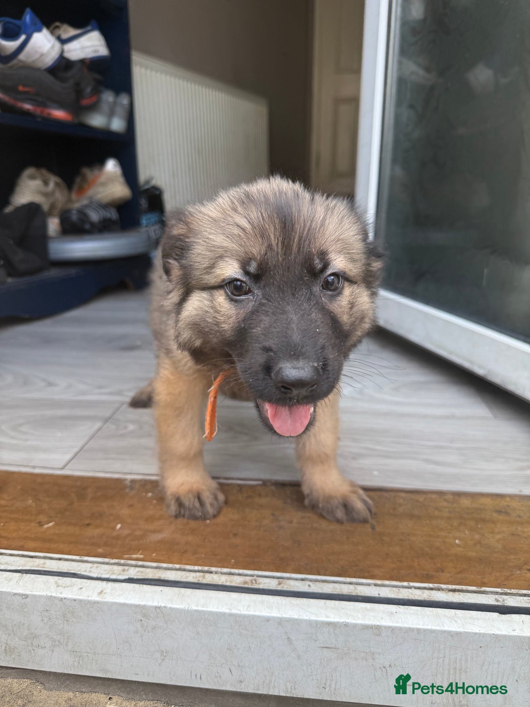 German Shepherd dogs for sale: READY NOW! German Shepherd x Belgian Malinois - Image 21