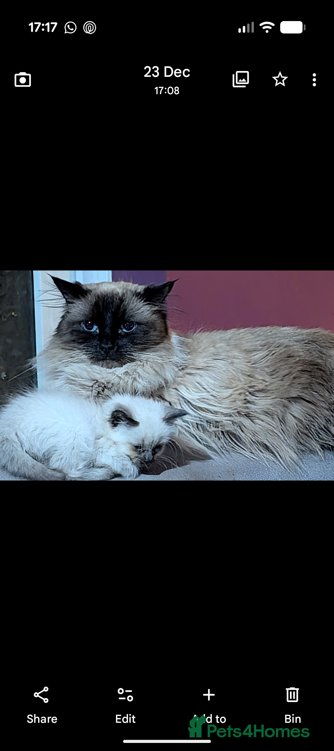 Ragdoll cats for sale: Ragdoll male last one left - Advert 4