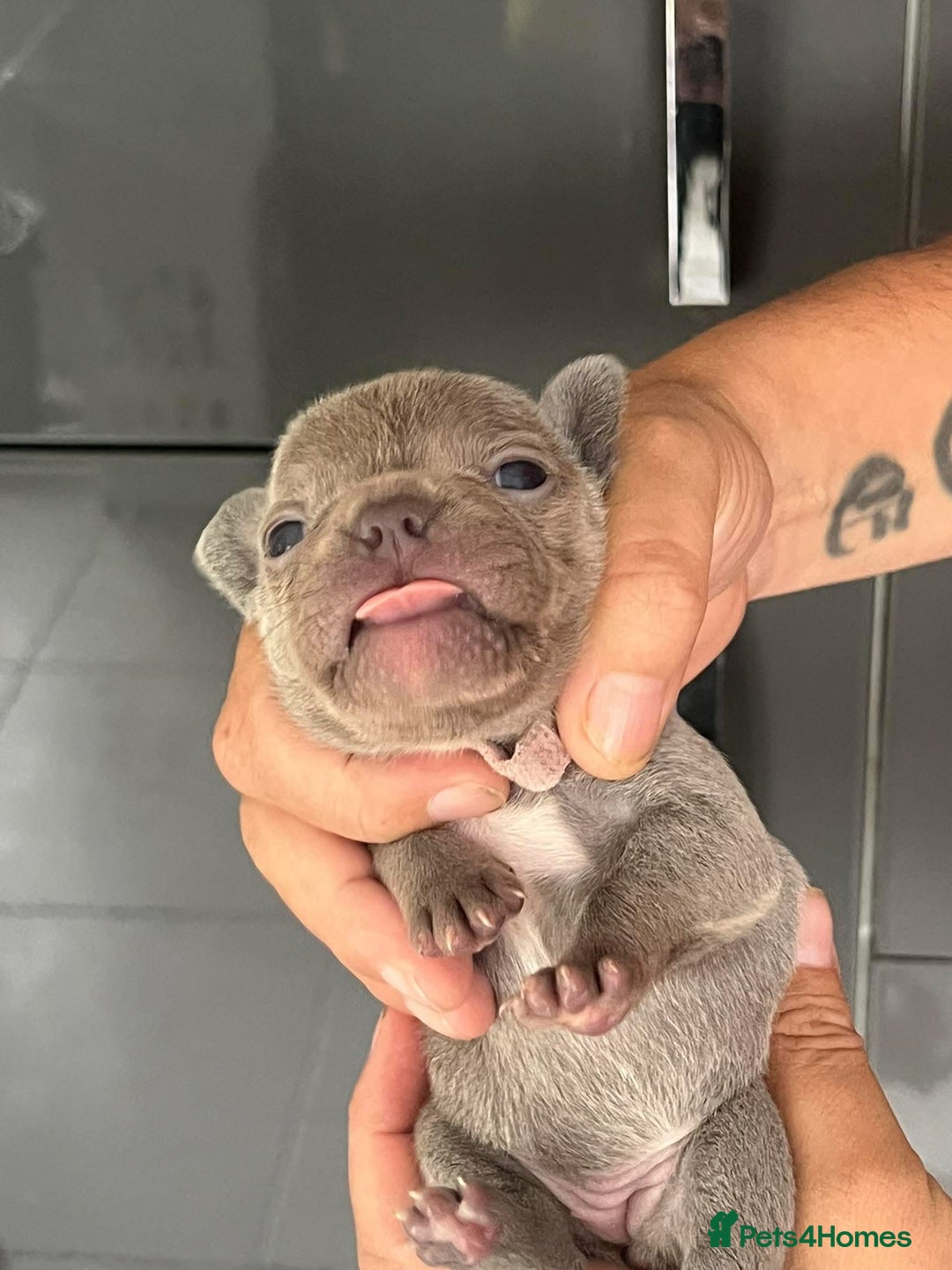 French Bulldog dogs for sale: Ready to leave on the 12th of September - Image 8