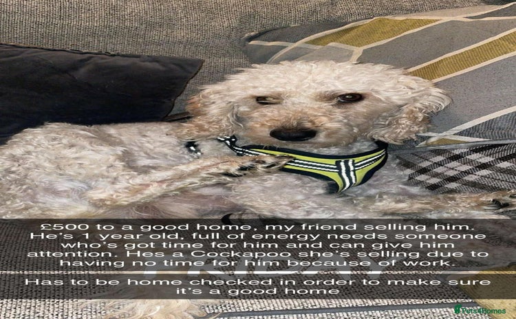 Cockapoo dogs - Advert 1