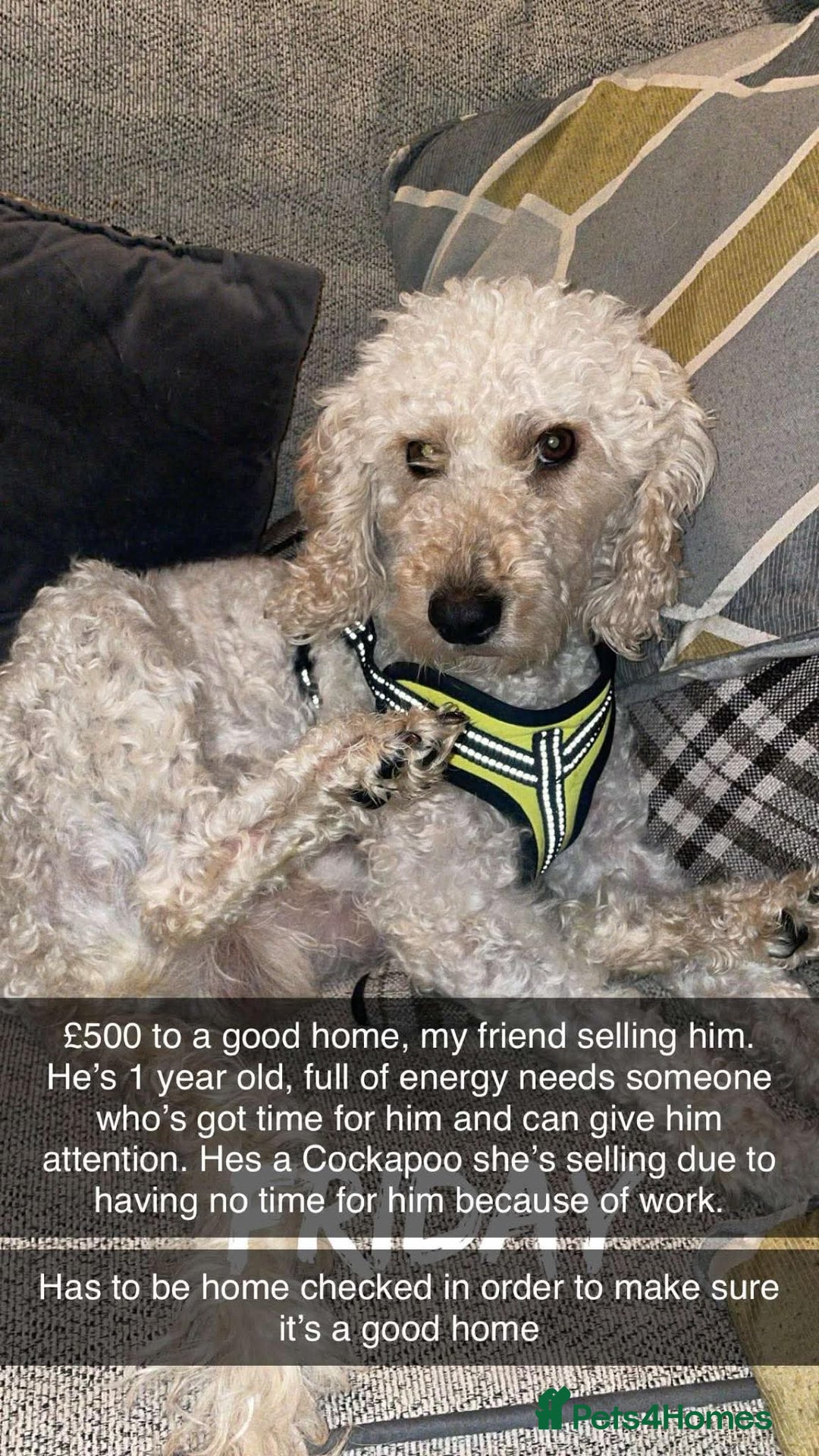 Cockapoo dogs for sale: MALE COCKAPOO - Image 1