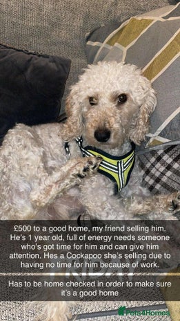 Cockapoo dogs - Advert 11