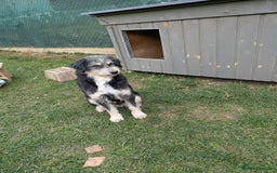 Mixed Breed dogs for adoption: Naty for adoption - Image 6