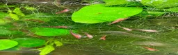 Shrimps fish for sale: Cherry red shrimp for sale  - Advert 4