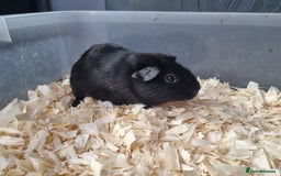 Guinea Pig rodents for sale: Baby Male Guinea Pigs  - Image 11