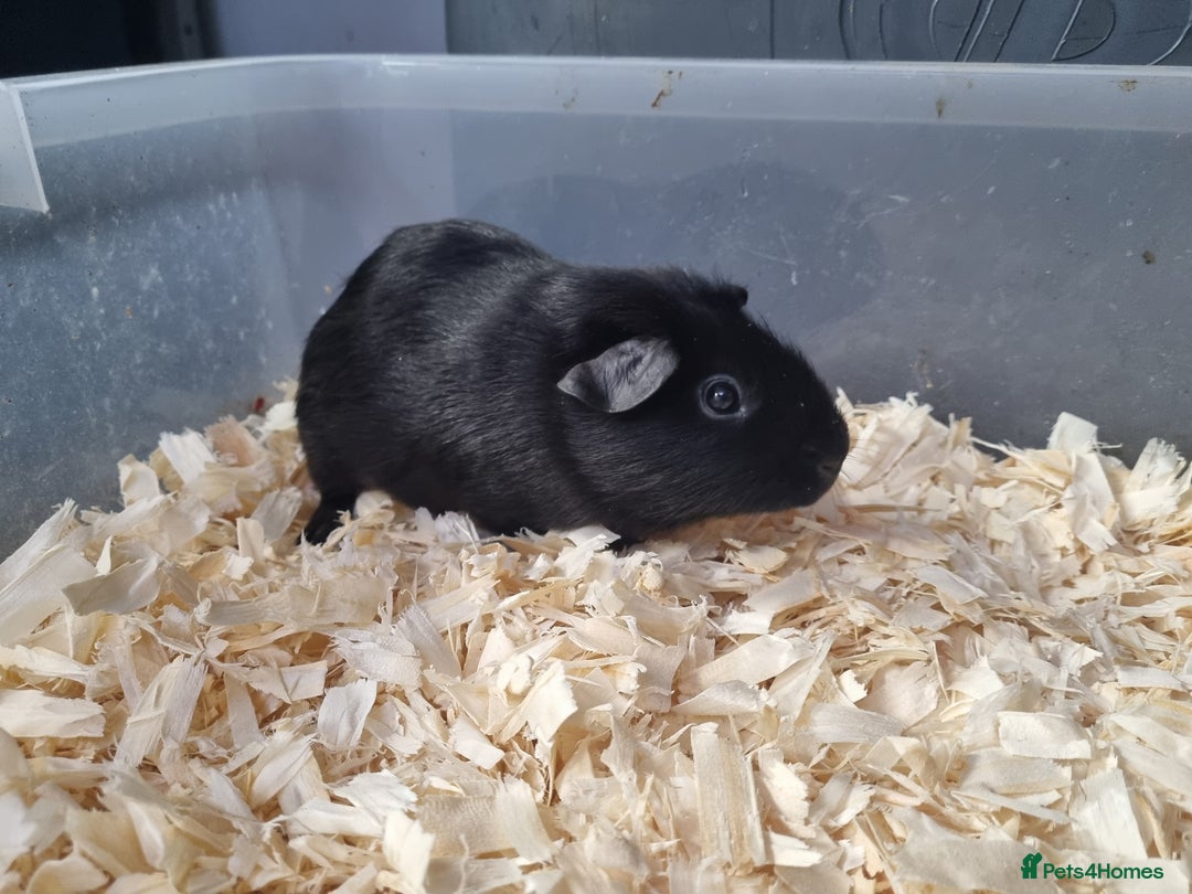 Guinea Pig rodents for sale: Baby Male Guinea Pigs  - Image 11