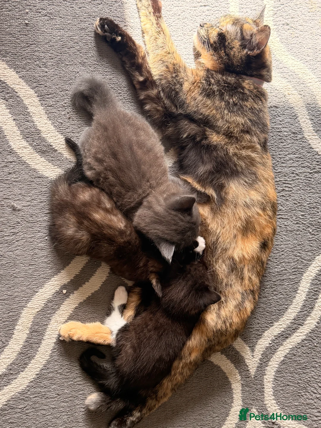 Mixed Breed cats for sale: Last female kitten - Advert 1