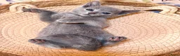 Russian Blue cats for sale: 🥇TOP Quality TICA Pedigree Russian Blue Kittens - Advert 2
